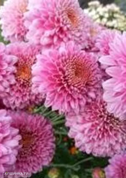 Хризантема Пэйтон Дэйл Пинк