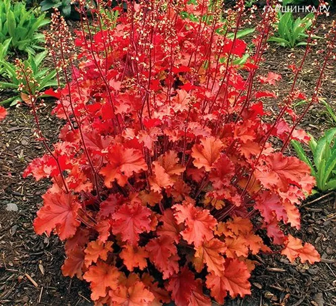 Гейхера Пич Крисп