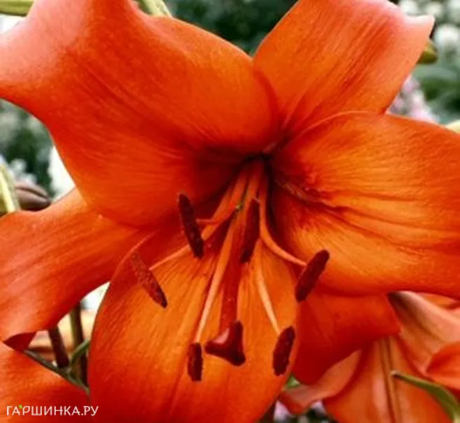 Лилия Перл Каролина /2 шт