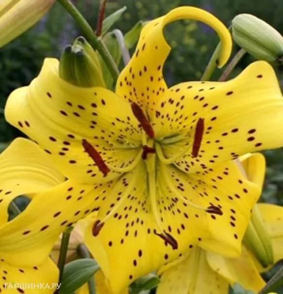 Лилия Перл Дженифер /2 шт