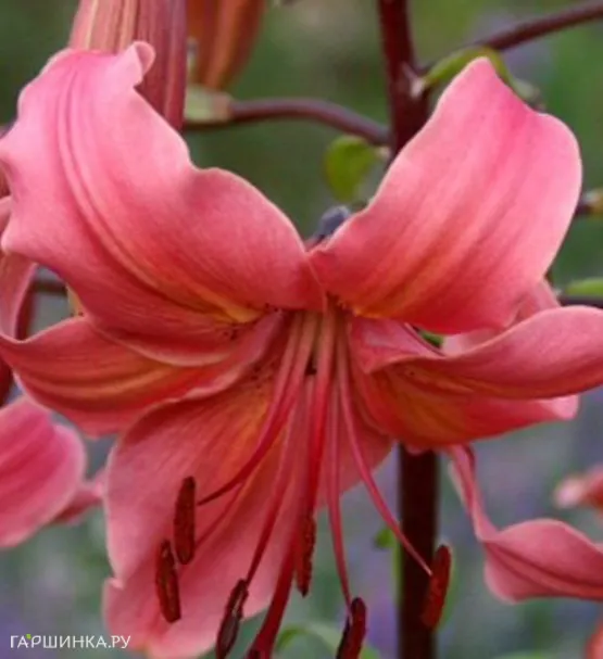 Лилия Перл Джессика /2шт