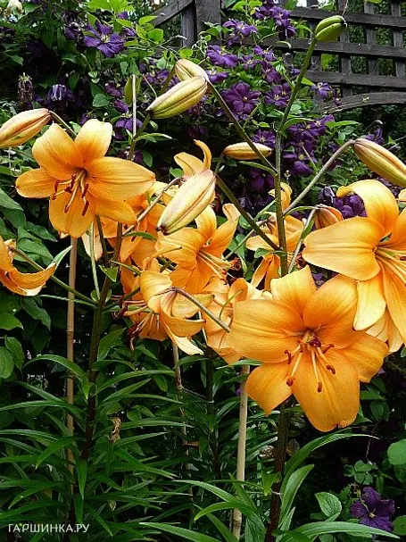 Лилия Перл Стейси /2шт