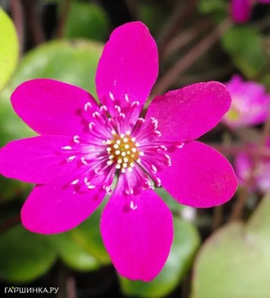 Печеночница японская Ред Форест