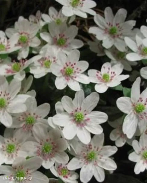 Печеночница японская Вайт Форест