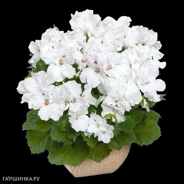 Пеларгония королевская Аристо Сноу