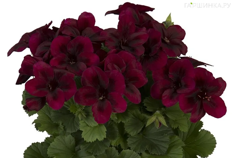 Пеларгония королевская Регилия Шоколате