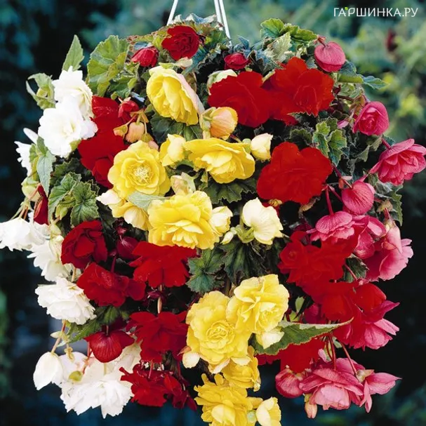 Бегония Пендула Микс