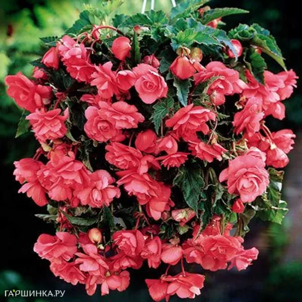 Бегония Пендула Пинк