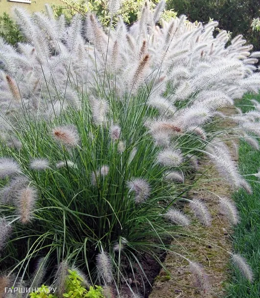 Пеннисетум Хамельн