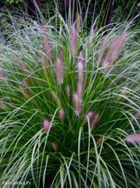 Пеннисетум Ред Хэд