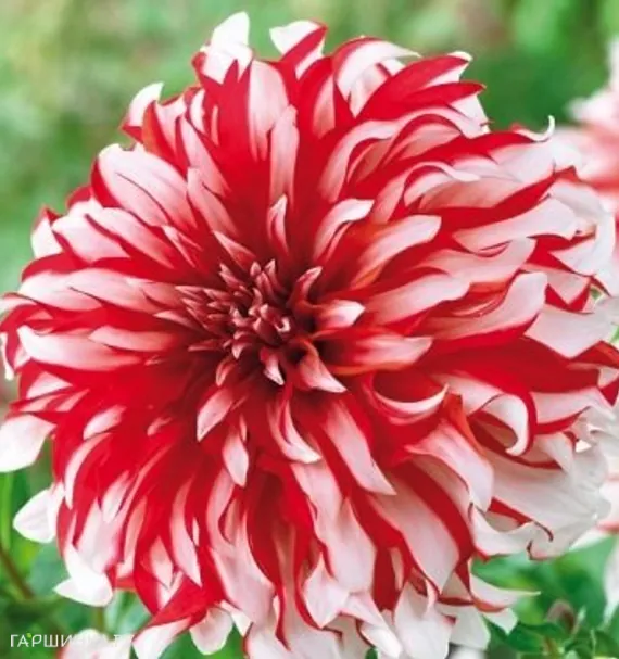 Георгина Пенни Лейн декоративная