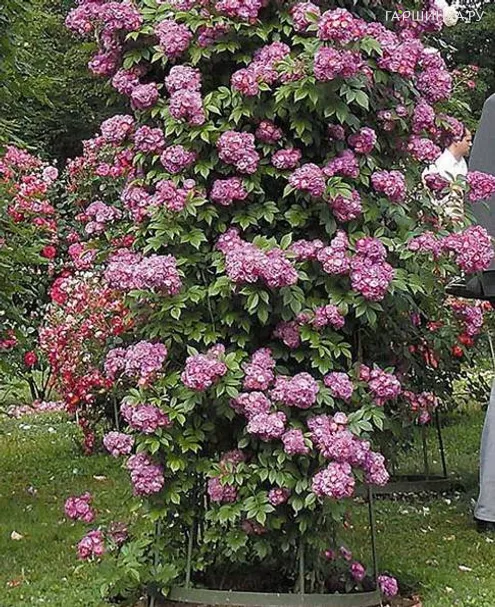 Роза Перенниал Блю плетистая, Тантау (лиц)