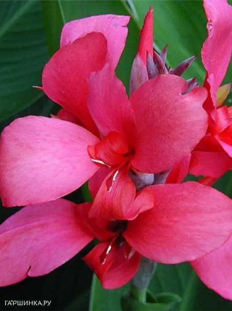 Канна Перкео