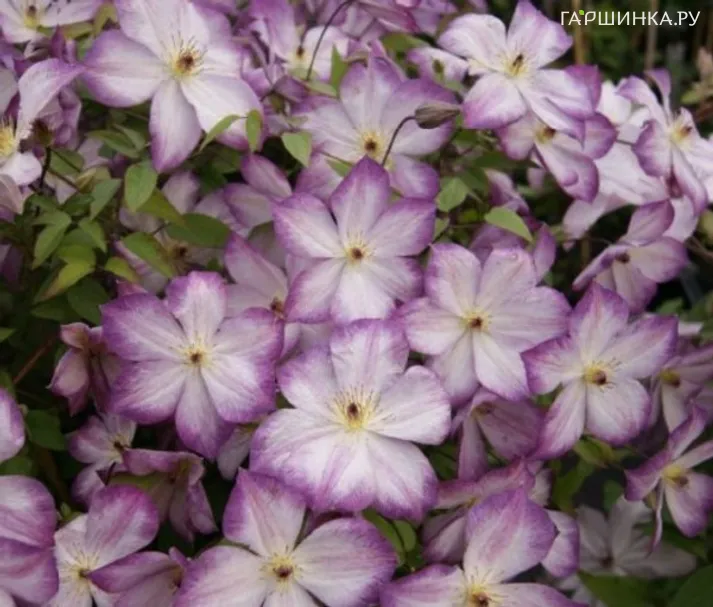 Клематис Перниль мелкоцветковый (3)