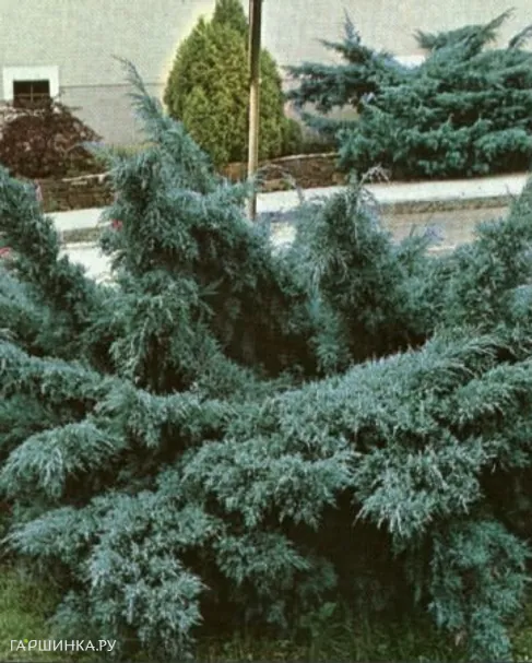 Можжевельник средний Пфитцериана Глаука голубой