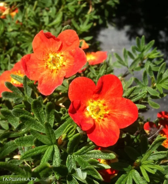 Лапчатка кустарниковая Ред Айс