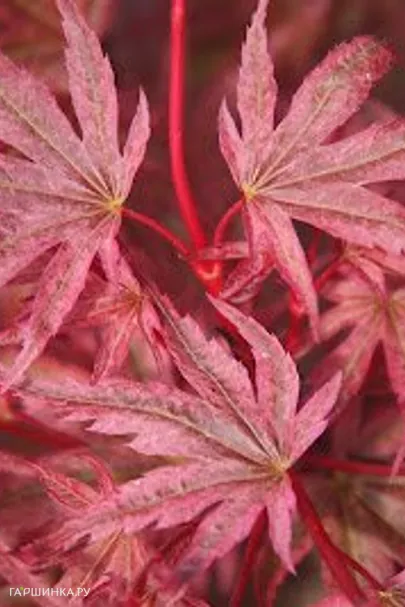 Клен Феникс