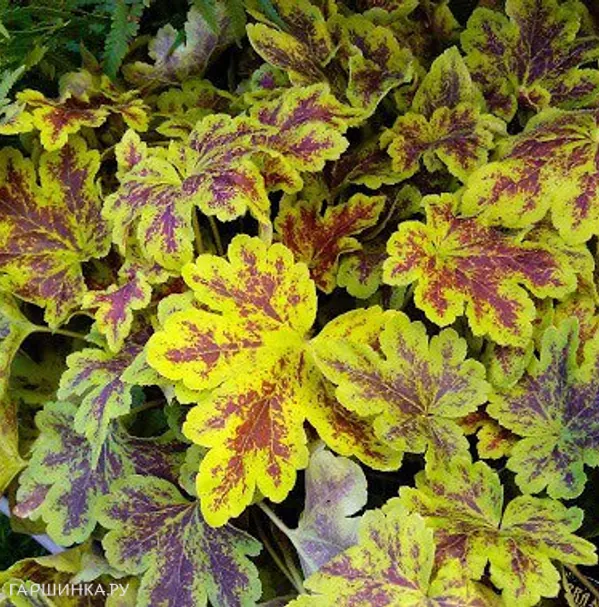 Гейхерелла Солар Пауэр