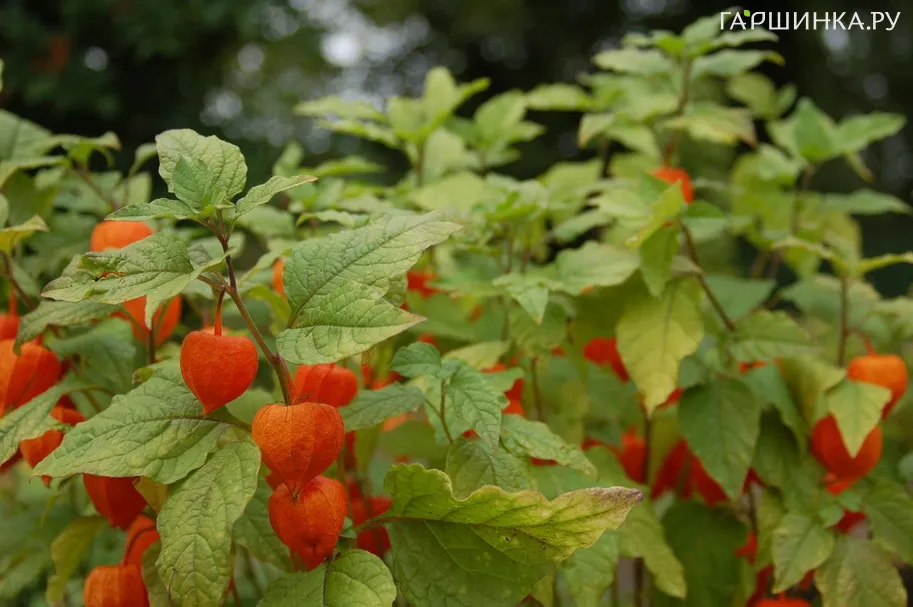 Физалис обыкновенный