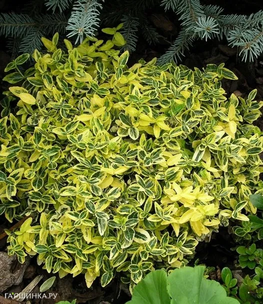 Бересклет Форчуна Эмеральд Голд