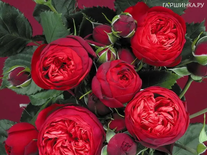 Роза Пиано чайно-гибридная Imperial Rose