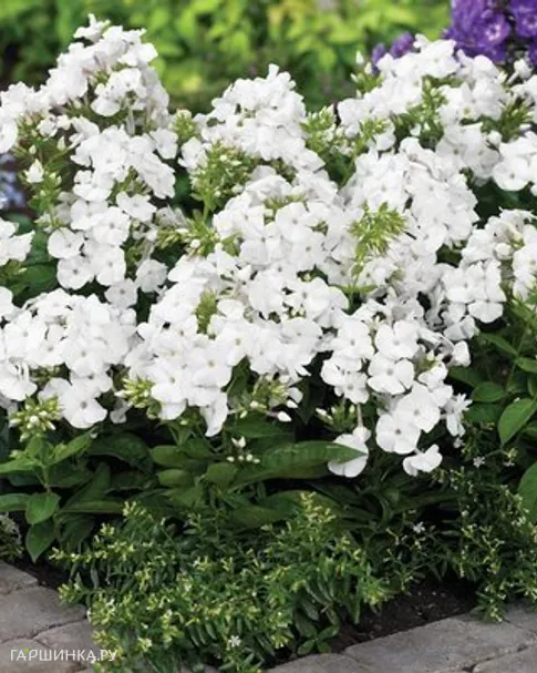 Флокс метельчатый Pina Colada