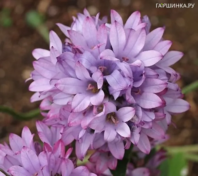 Колокольчик скученный Pink