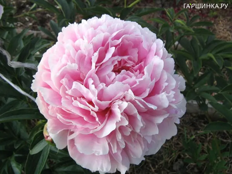 Пион Pink