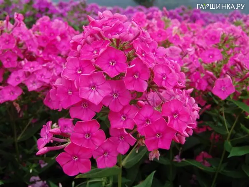 Флокс метельчатый Pink Atraction