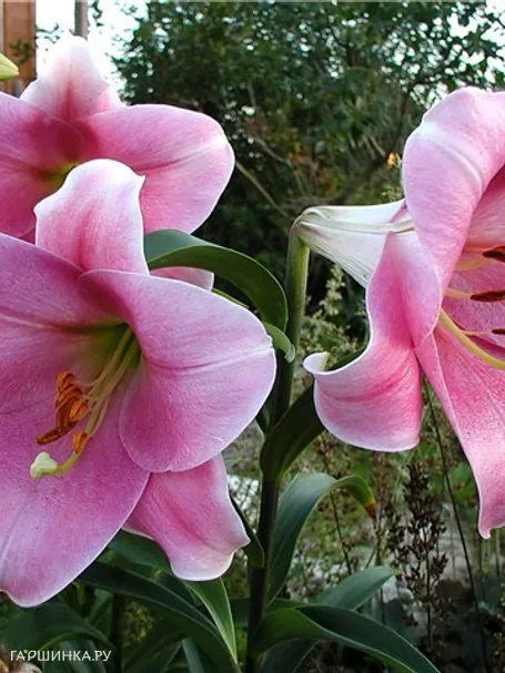 Лилия Пинк Хейвен лонгифлорум/ 2шт