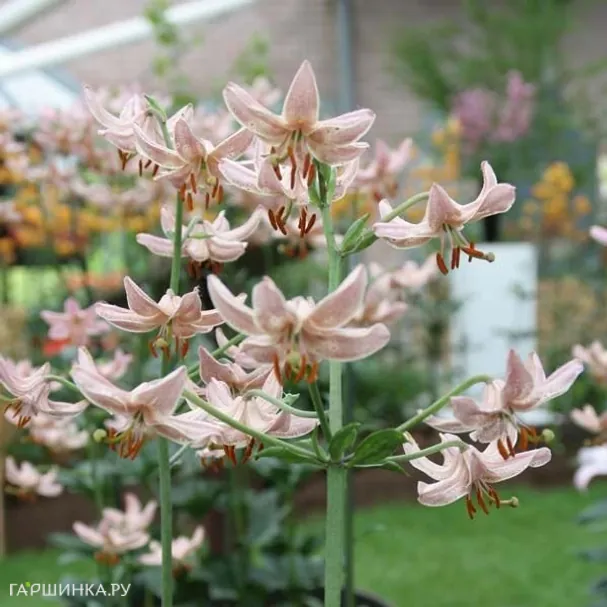 Лилия Пинк Монинг кудреватая 1 шт