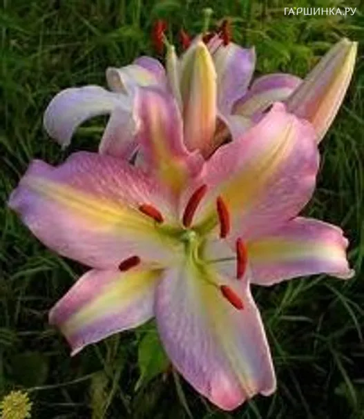 Лилия Пинк Мистери восточная /2шт