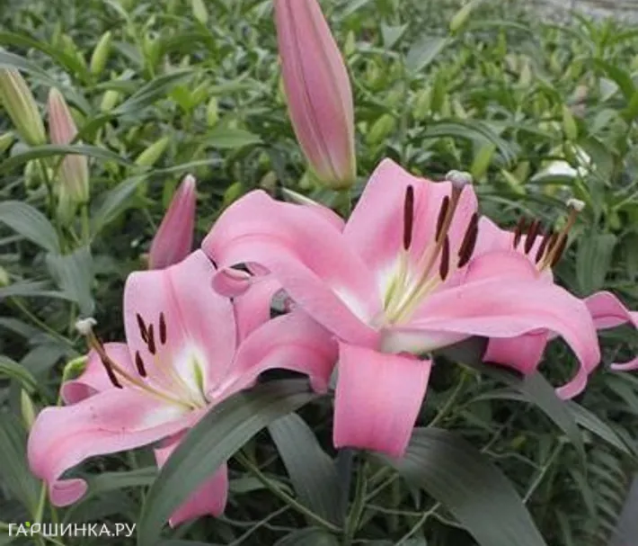 Лилия Пинк Палас ОТ-гибрид/2шт