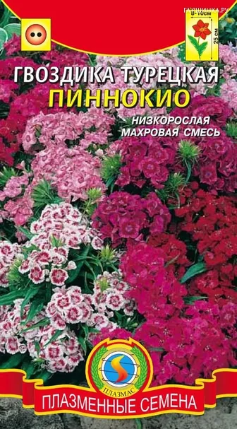 Гвоздика турецкая Пиннокио