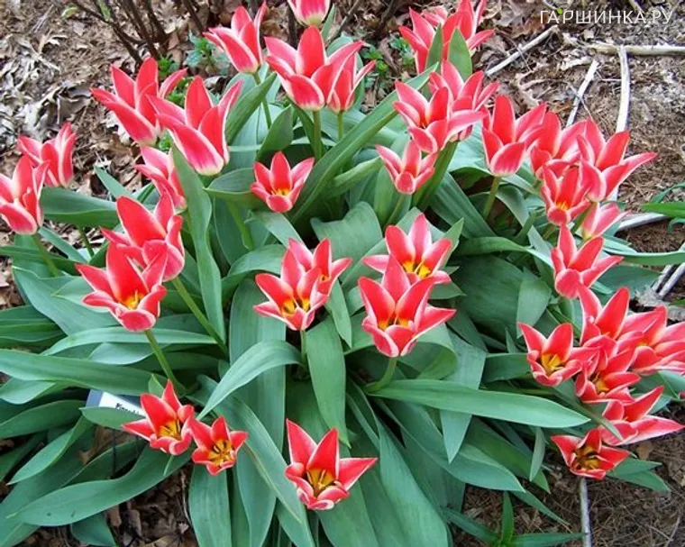 Тюльпан Пиноккио Грейга 5шт.