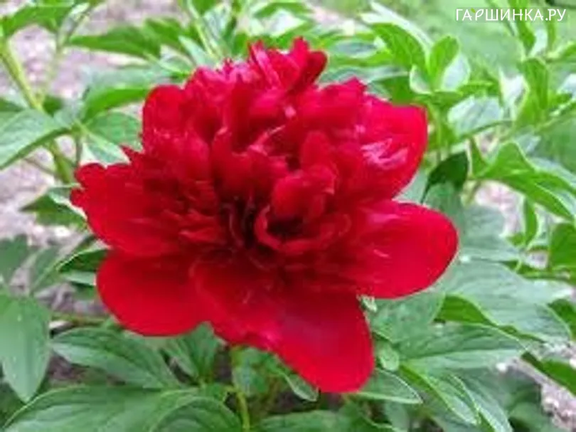 Пион Red