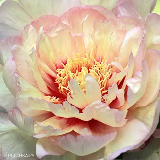 Пион Кенери Брилиантс (ИТО)