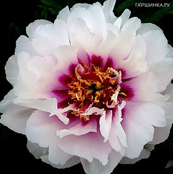 Пион Кора Луиза (ИТО)