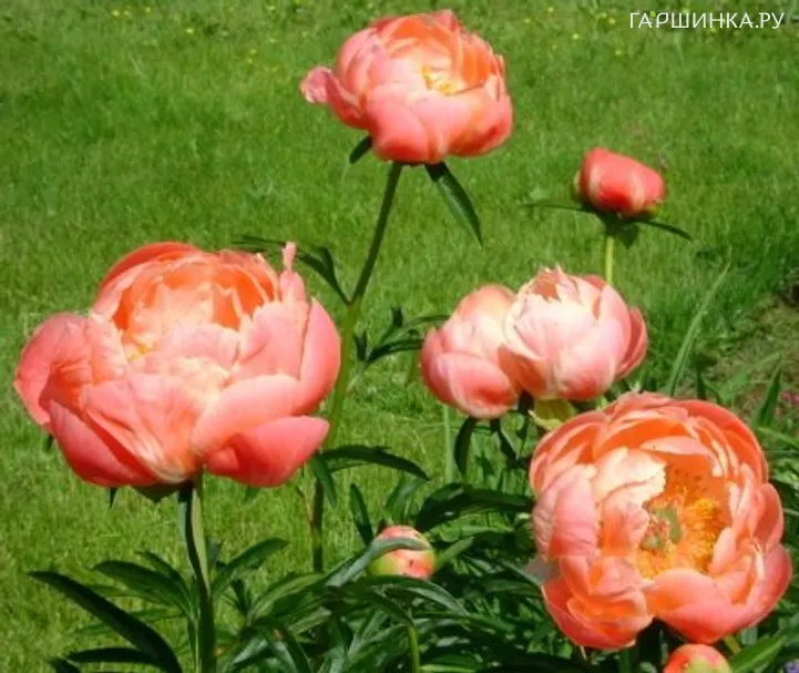 Пион Корал Шарм