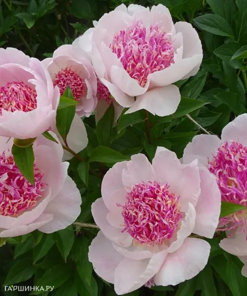 Пион Ду Телл