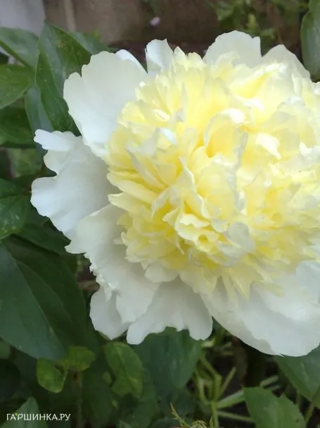 Пион Лаура Дессерт