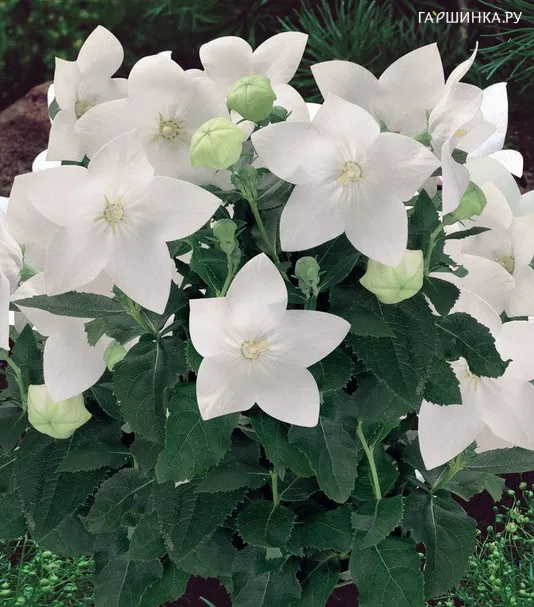 Платикодон White