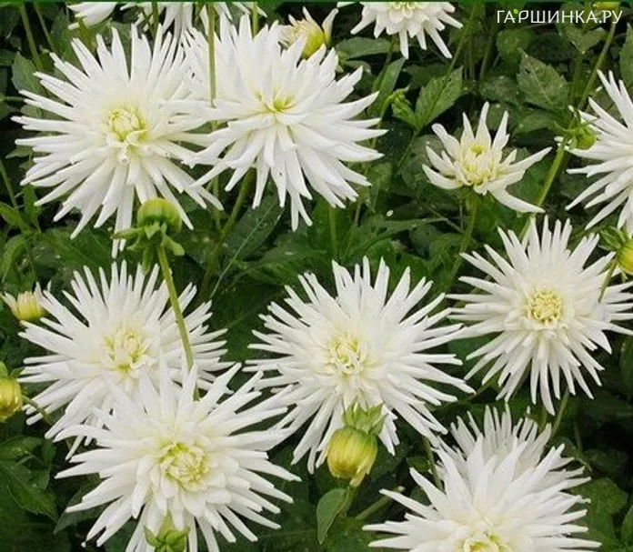 Георгина Плайя Бланка бордюрная