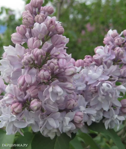 Сирень Полина Осипенко махровая