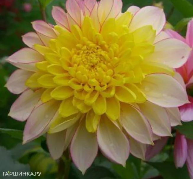 Георгина Полка анемоновидная