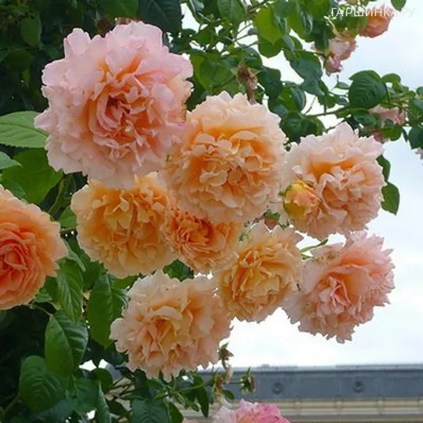 Роза Полька плетистая, Топалович (лиц)