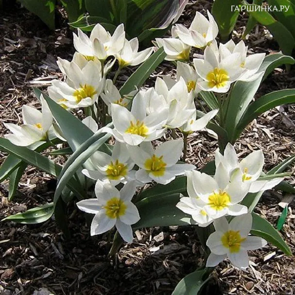 Тюльпан Полихрома карликовый 5 шт