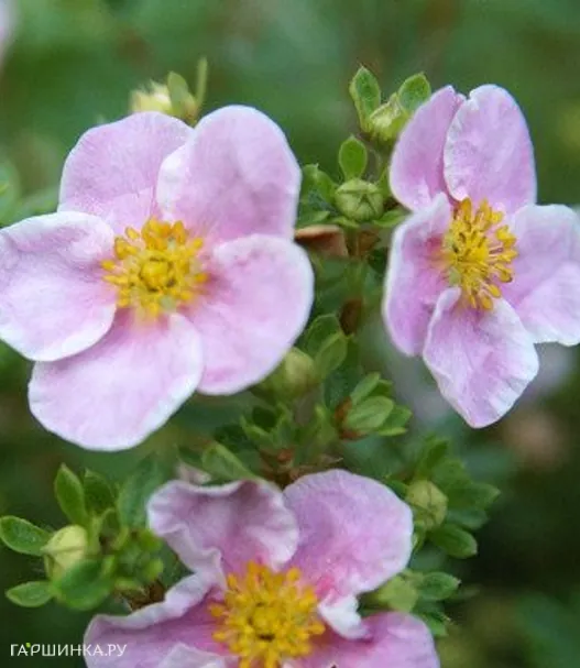 Лапчатка кустарниковая Пинк Квин