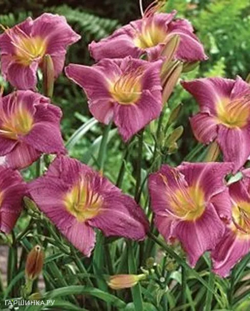 Лилейник Прэйри Блу Айс