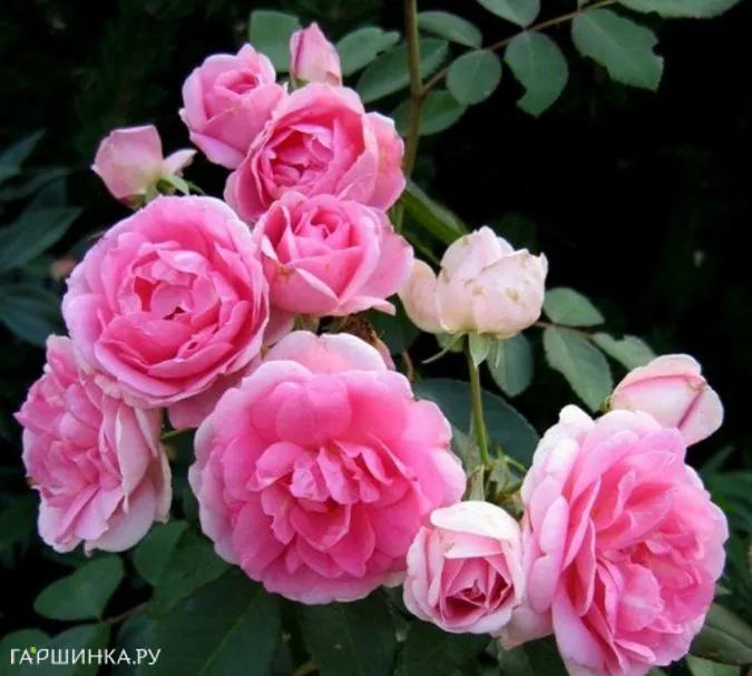 Роза Прейри Джой канадская парковая (лиц)